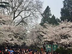 -武汉大学-樱园