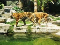 -深圳野生动物园