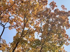 -攀枝花·任德琼·盐边羊肉米线