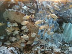 -东方巨龟苑景区