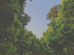 -铁山坪森林公园