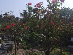 -花洲书院