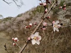 -碓臼峪自然风景区