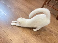 -有猫主题·治愈系猫咖(曾厝垵店)