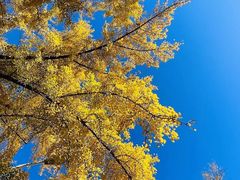 -三里屯东五街银杏大道