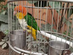 -南宫五洲植物乐园