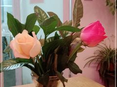-威克特披萨汉堡
