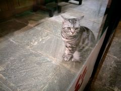 -猫咪博物馆(顶澳仔猫街店)