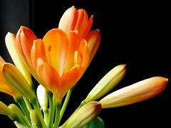 -幽篁里古琴制作中心