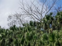-深圳仙湖植物园