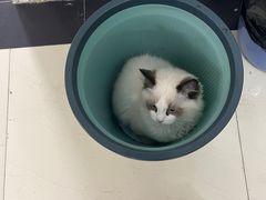 -欣宠猫屋·矮脚拿破仑·蓝金金渐层
