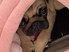 -爱侣宠医·鹦鹉专科·小型哺乳类·异宠专科(灵石路店)