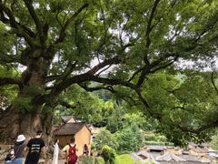 -杨家堂村
