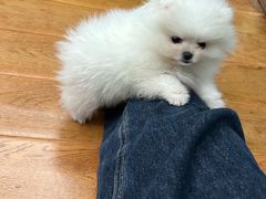 -关爱宠物医院·猫科中心·消化科(滨湖万达分院)