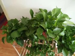 -娇诗尼亚科技健康spa美体连锁