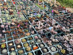 -广东花都香草世界旅游度假区
