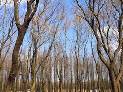 -昆山城市生态森林公园