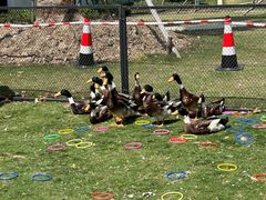 -上海长兴岛郊野公园