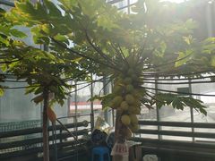 -北戴河集发农业梦想王国