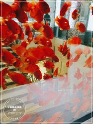 -中国黄金(北京旗舰店)