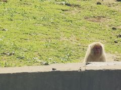 -合肥野生动物园