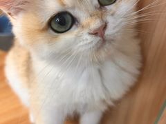 -猫十亿·布偶金渐层·曼基康矮脚猫舍(青年路店)