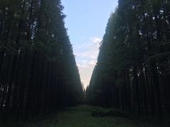 -黄海国家森林公园