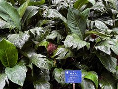 -中国科学院西双版纳热带植物园