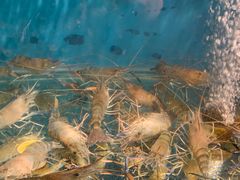 -Thai Basil罗勒叶泰式餐厅(时代天街店)