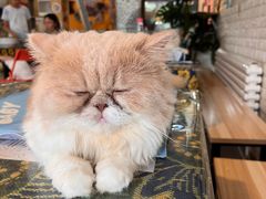 -平行世界·猫咖(首经贸店)
