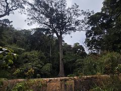-海南热带雨林国家公园吊罗山景区