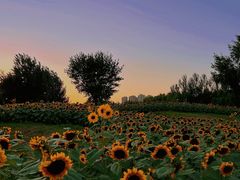 -长白岛森林公园