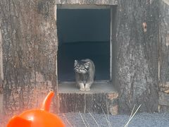 -青藏高原野生动物园