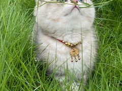 -悠尼宠物·独立低压伊珊娜洗护·美容·寄养(兰谷路店)