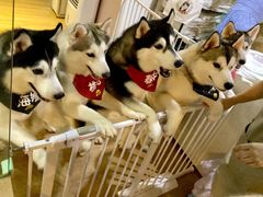 -Husky Go! 哈士奇体验馆·宠物咖啡厅狗咖