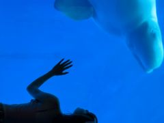 -海合安成都极地海洋公园