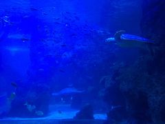 -左海海底世界