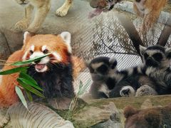 -北京野生动物园