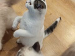 -猫咪派对(江南西店)
