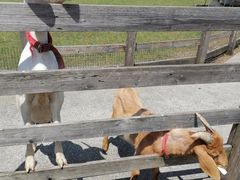 -前小桔亲子创意农场·草莓采摘·露营烧烤