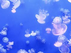 -江和美海洋公园