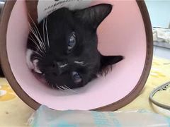 -瑞派康怡24h宠物医院·犬猫医疗中心·微创绝育(瑞景分院)