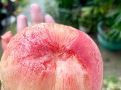 -老袁家蜜桃农场·阳山水蜜桃