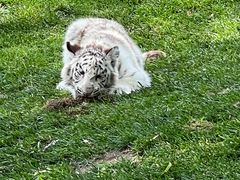 -北京野生动物园