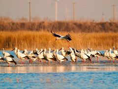 -盐城丹顶鹤湿地生态旅游区