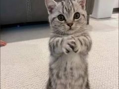 -客栈猫舍(中央北路店)