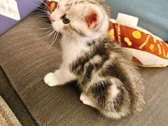 -唐小姐の猫狗洗护·购宠旗舰店(周浦万达店)