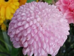 -卓花境Flowerwonderland花店