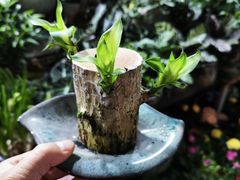 -青石桥花鸟鱼虫市场(叠翠城店)