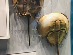 -贝林大翅鲸简餐厅(国家海洋博物馆店)